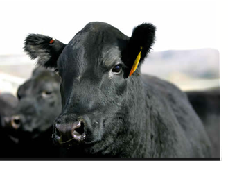 Angus Cattle